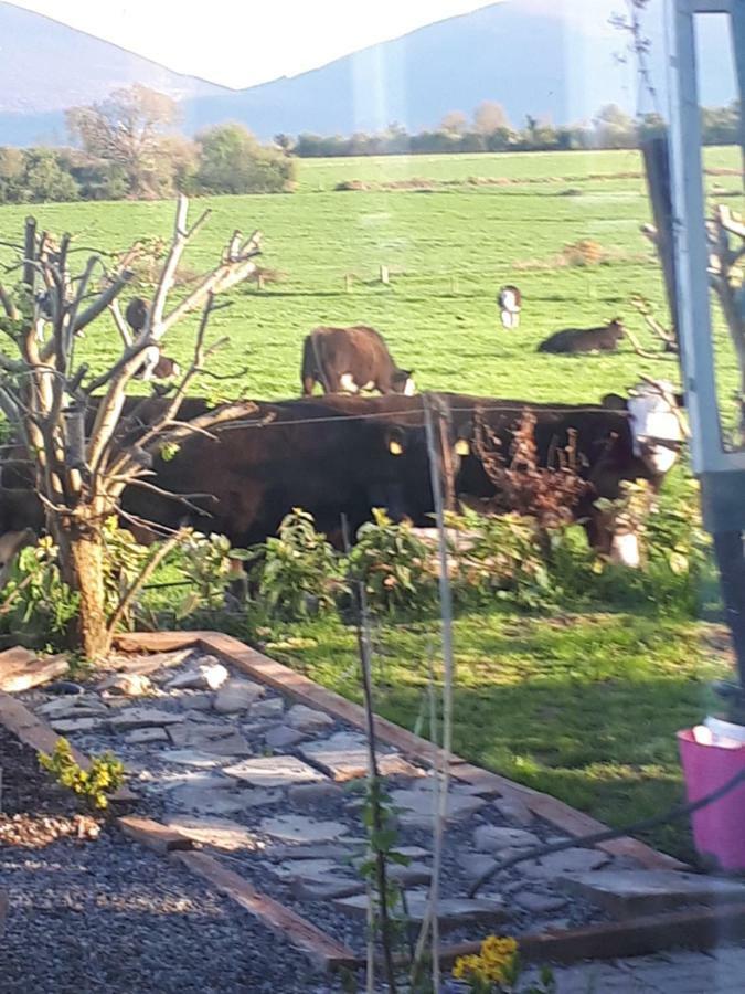 Annaswood B&B Cahir Exterior foto